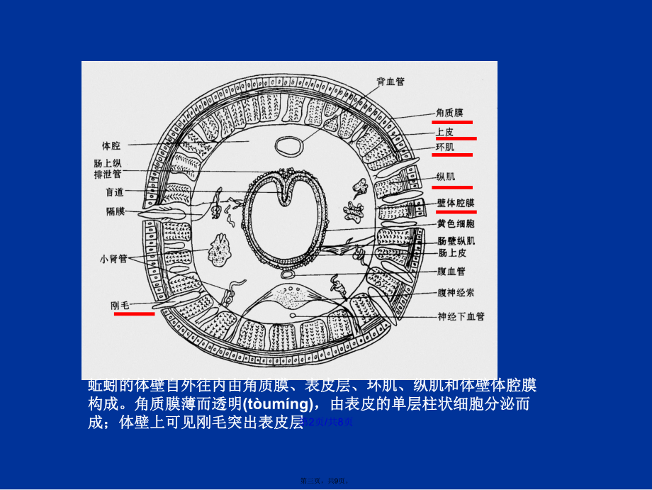 环毛蚓横切面结构图图片