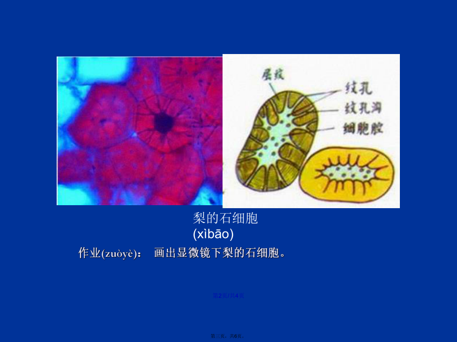 梨石细胞结构示意图图片