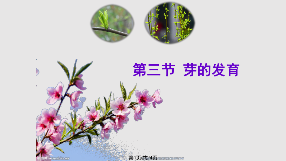 313芽的发育PPT课件_第1页