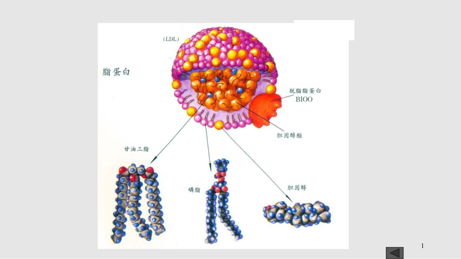 cp 2 蛋白質(zhì)PPT課件_第1頁