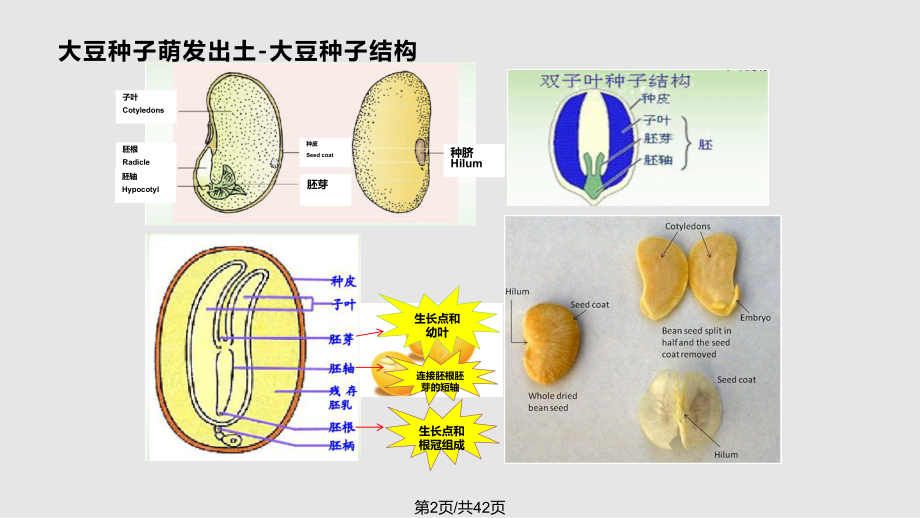 大豆种子解剖图图片