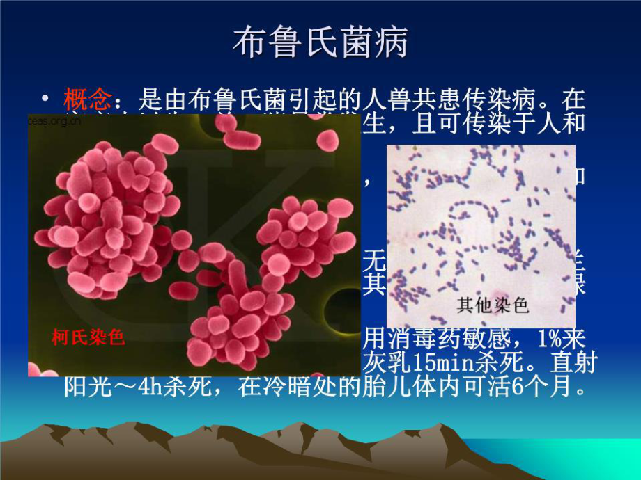 布鲁氏菌病PPT图片