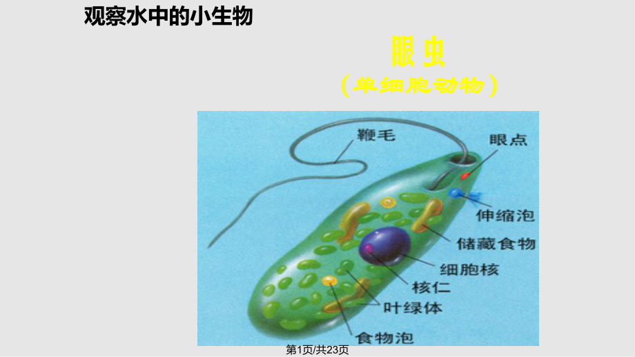 單細(xì)胞生物生物PPT課件_第1頁