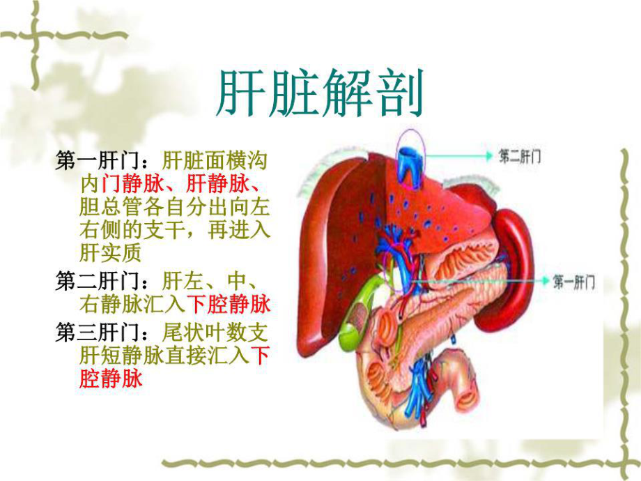 第二肝门解剖结构图片