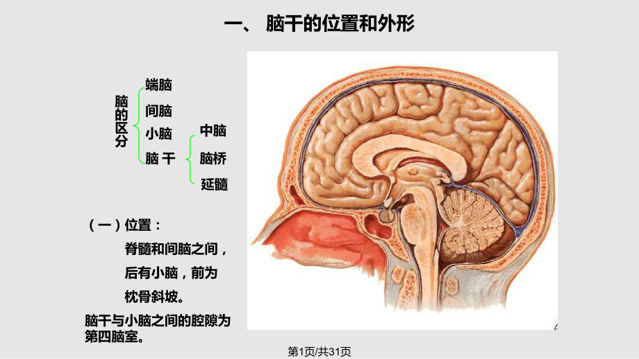 下載資源還剩28頁未讀,繼續閱讀資源描述:《昆醫系統解剖學腦幹小腦