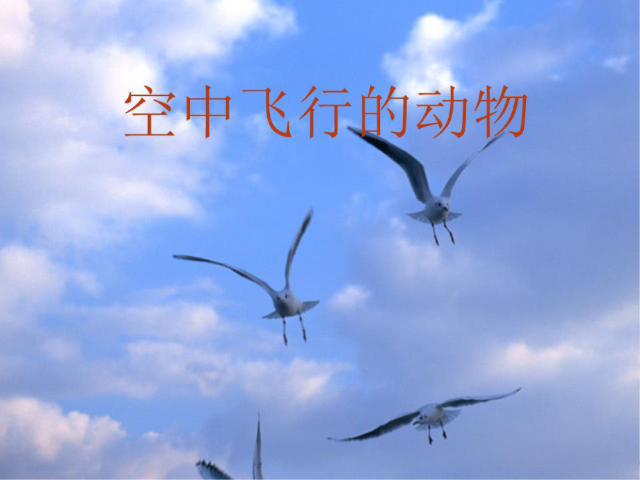 《空中飛行的動(dòng)物》PPT課件.ppt_第1頁