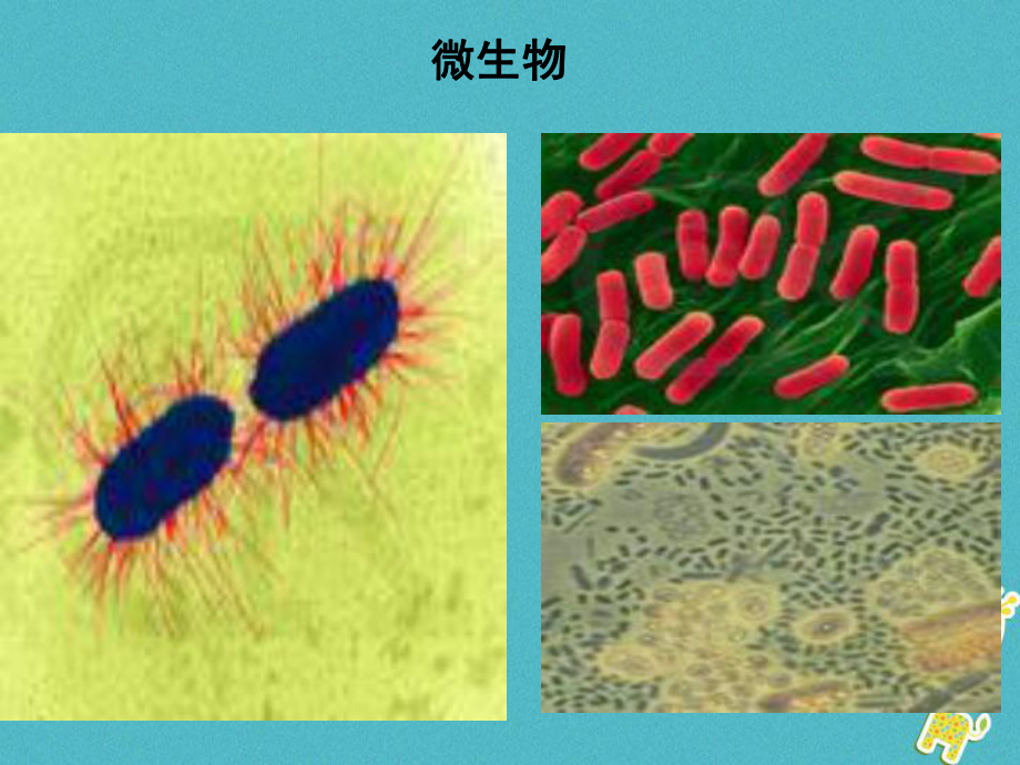 七年級道德與法治下冊 第八單元 珍愛生命 熱愛生活 第15課 呵護(hù)寶貴的生命 第1框 世界因生命而精彩 魯人版六三制_第1頁