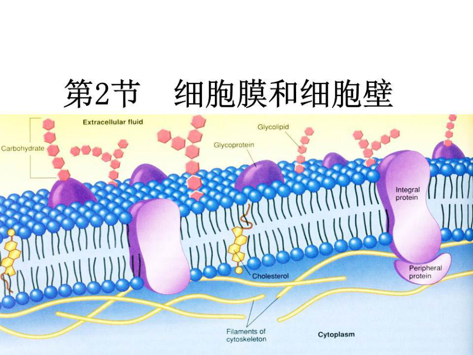 《細(xì)胞膜和細(xì)胞壁》PPT課件.ppt_第1頁