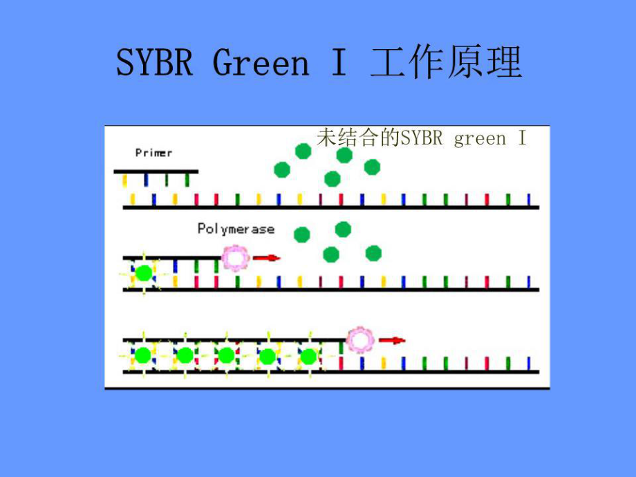 《熒光定量PCR技術(shù)》PPT課件.ppt_第1頁