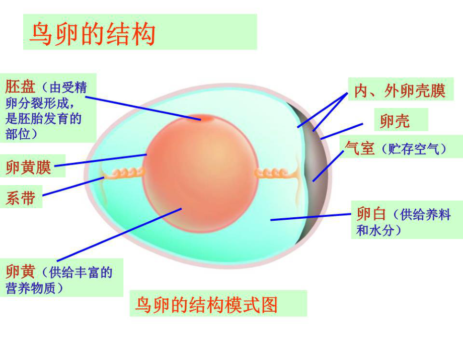 《鳥卵的結(jié)構(gòu)》PPT課件.ppt_第1頁