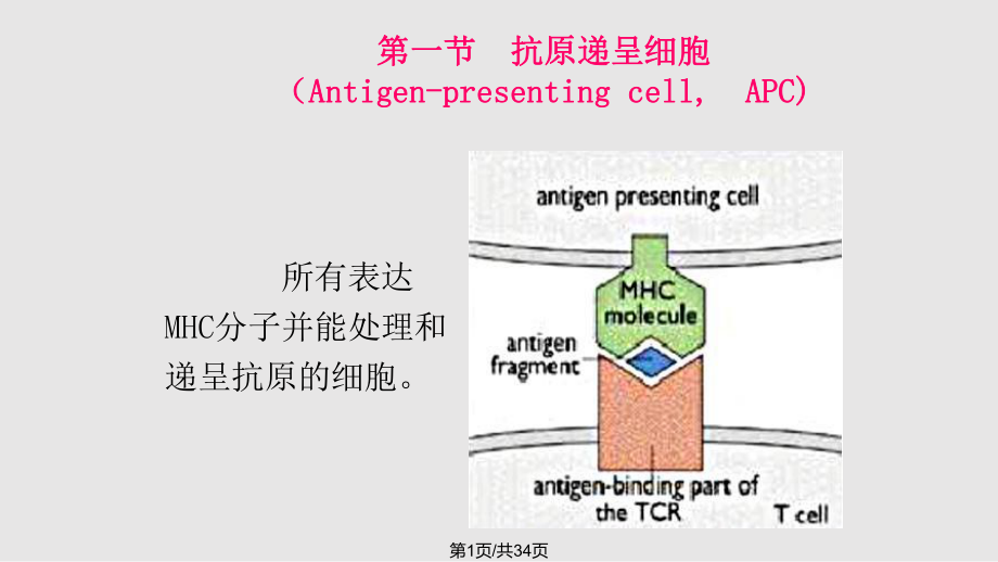 第十四抗原递呈细胞及抗原递呈PPT课件_第1页