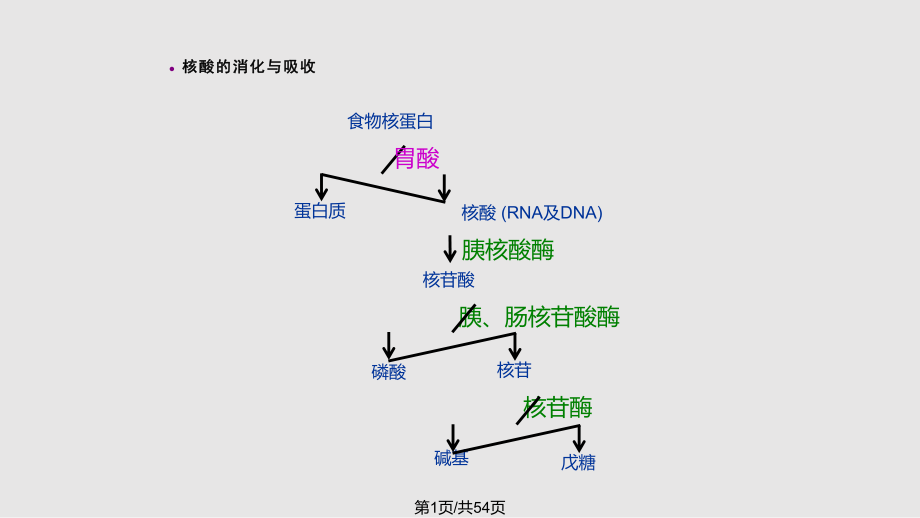 第八章 核苷酸代謝PPT課件_第1頁