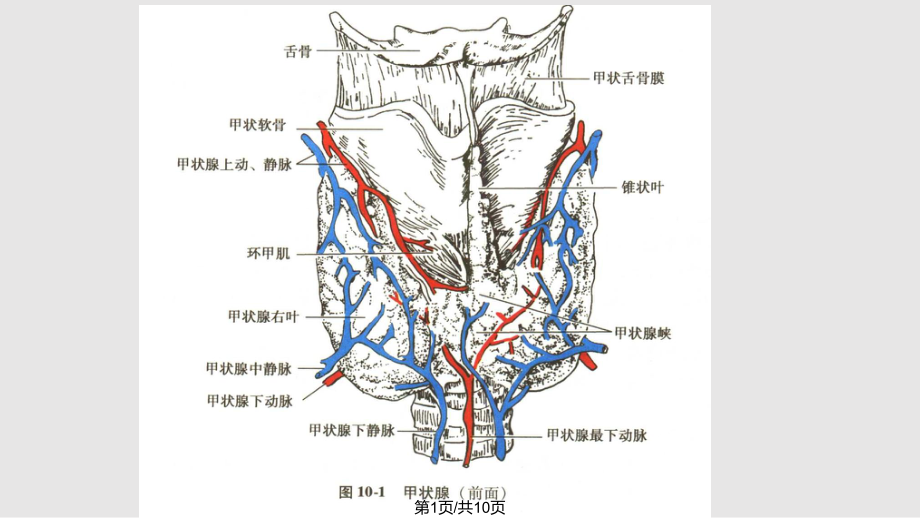 甲状腺峡部解剖图片