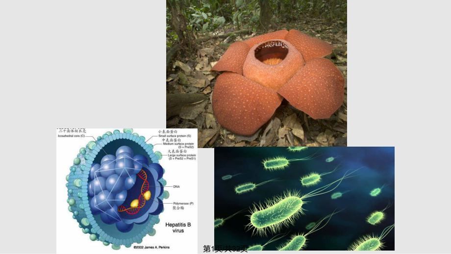 生物的多樣性統一性和進化ppt課件_第1頁