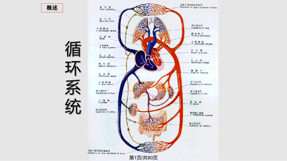 病理生理 心力衰竭PPT課件_第1頁