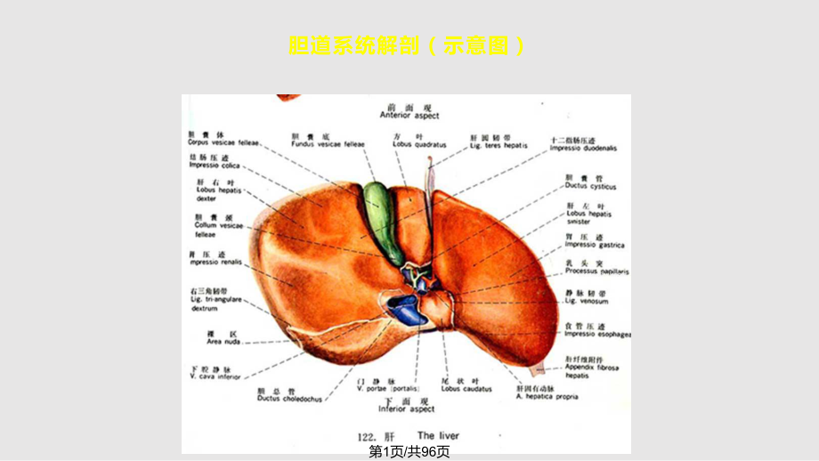 胆系疾病影像诊断文档资料PPT课件_第1页