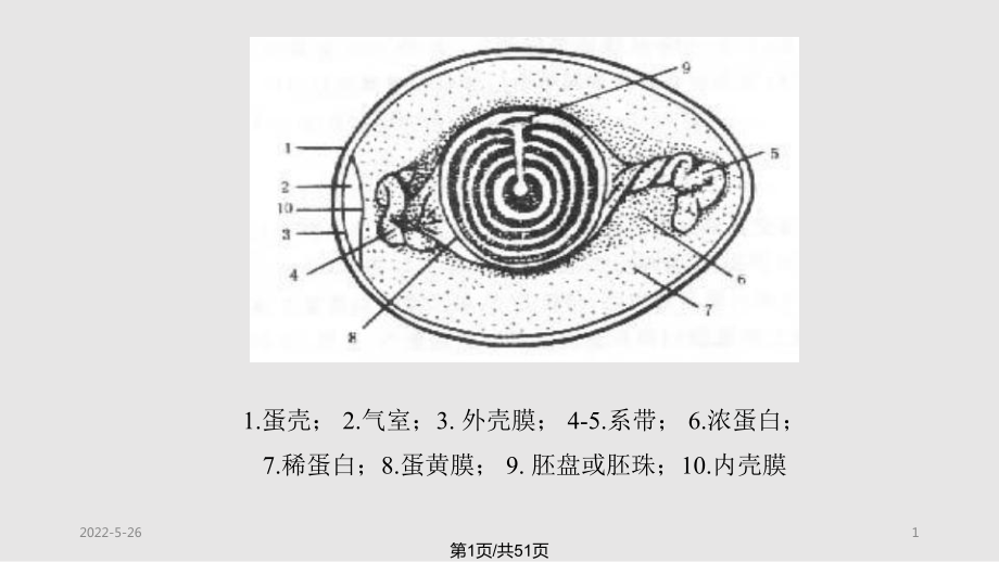 蛋的构造和品质测定PPT课件_第1页