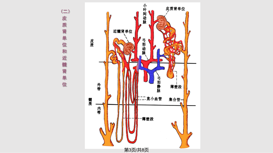 肾脏血液循环结构图图片