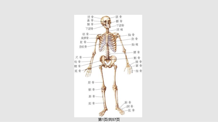 節(jié) 運動系統(tǒng)PPT課件_第1頁