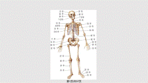 節(jié) 運(yùn)動(dòng)系統(tǒng)PPT課件