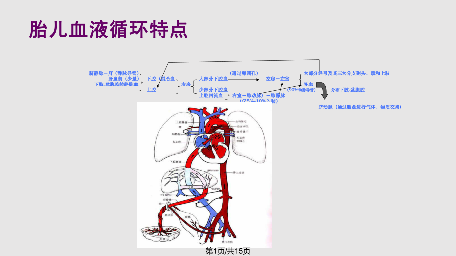 胎 兒 超 聲 心 動 圖PPT課件_第1頁