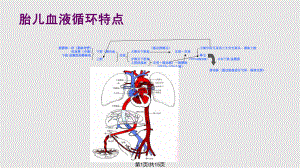 胎 兒 超 聲 心 動(dòng) 圖PPT課件