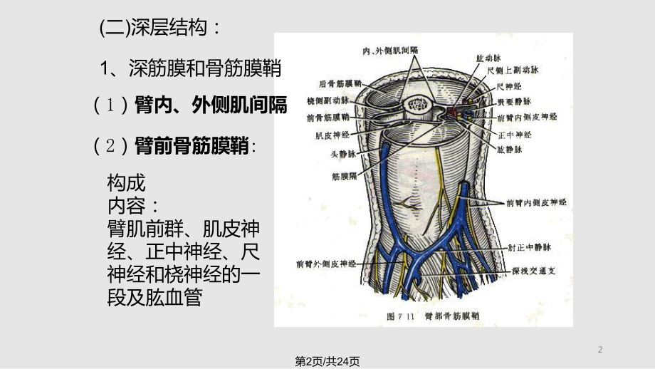 臂前臂局解fankaippt课件