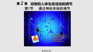 通過神經(jīng)系統(tǒng)的調(diào)節(jié) 公開課PPT課件