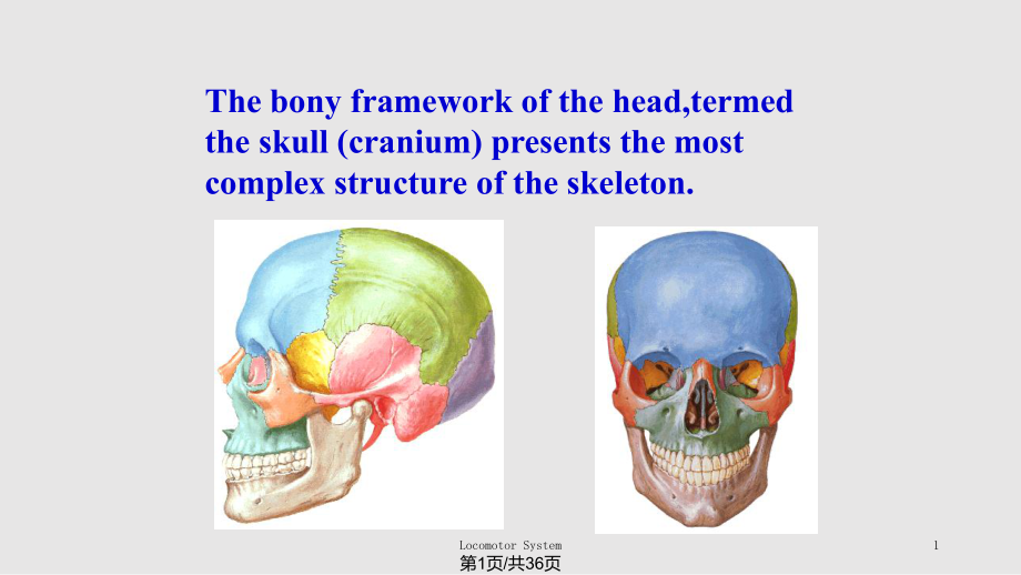 颅骨及其连结123PPT课件_第1页