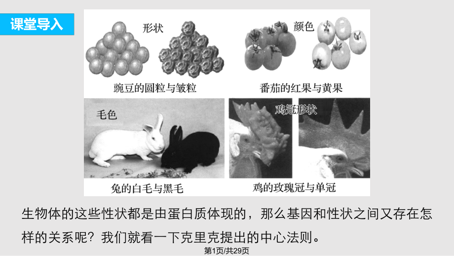 高中生物 遺傳信息的表達 RNA和蛋白質(zhì)的合成件 浙科必修PPT課件_第1頁