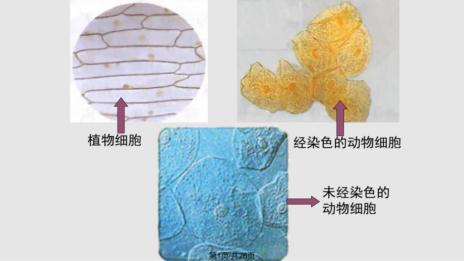 高中生物 细胞膜系统的边界 新人教必修PPT课件_第1页