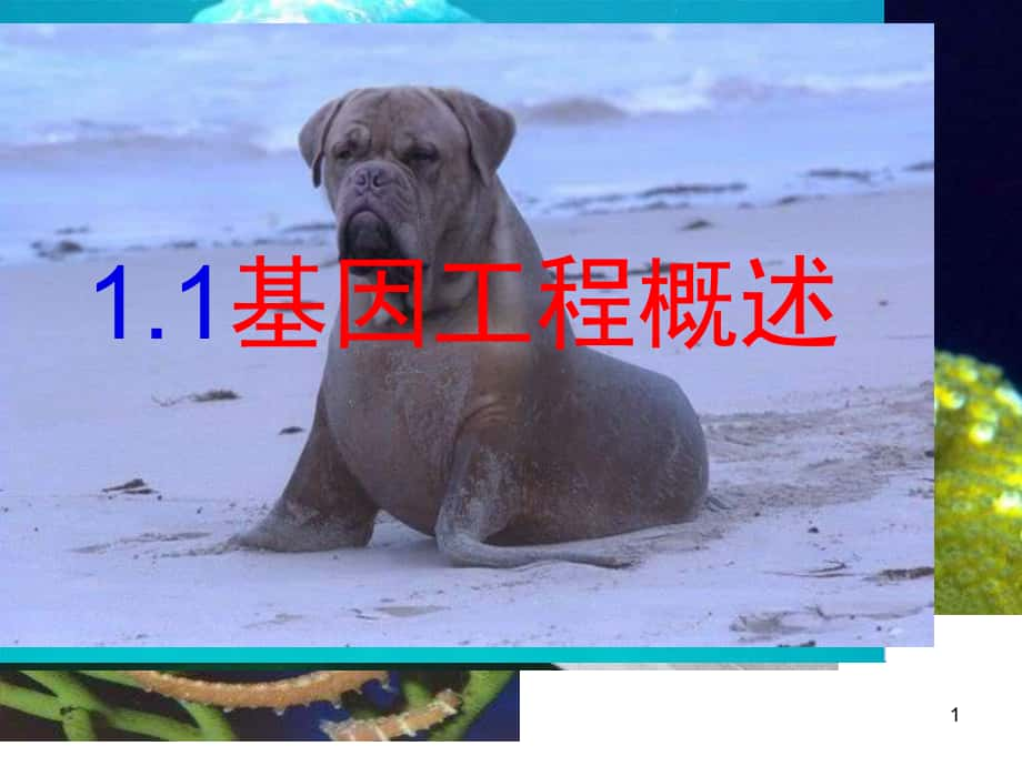 蘇教版生物選修3第一節(jié)《-基因工程概述》PPT課件_第1頁