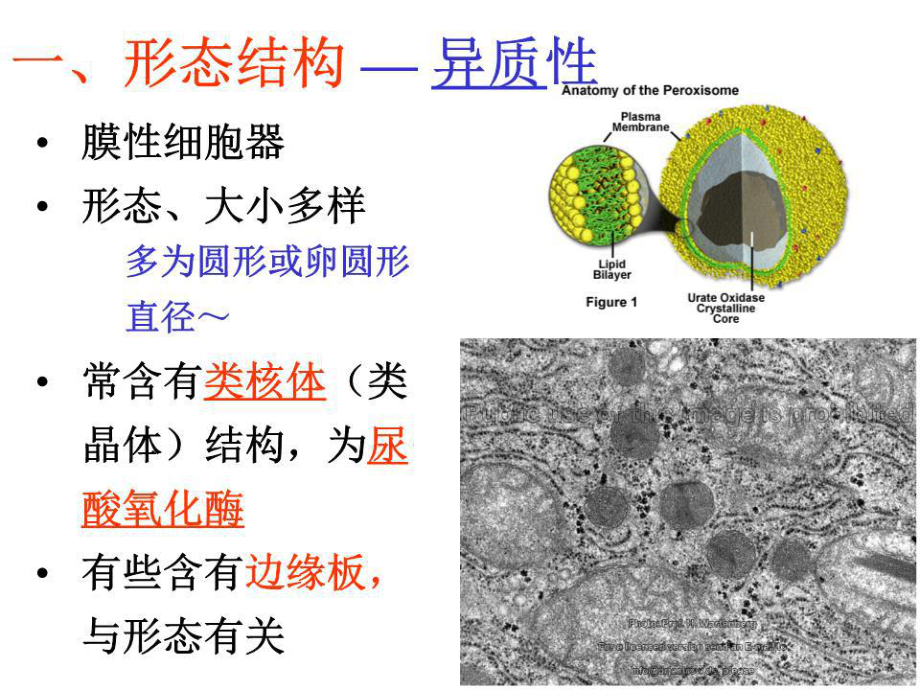 过氧化物酶体结构图图片