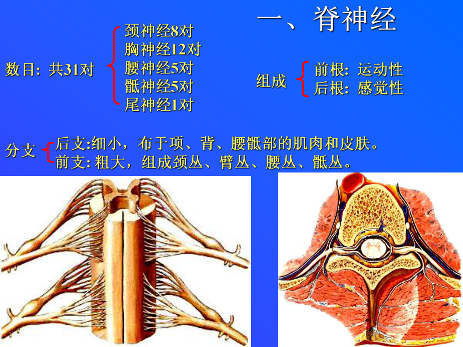 脊神经简ppt课件