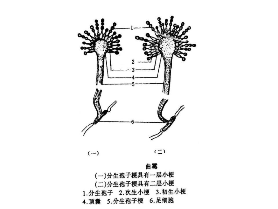 《各種麴黴的菌落》ppt課件.ppt_第3頁