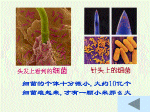 六年級(jí)科學(xué)上冊(cè) 細(xì)菌課件4 青島版[共16頁(yè)]