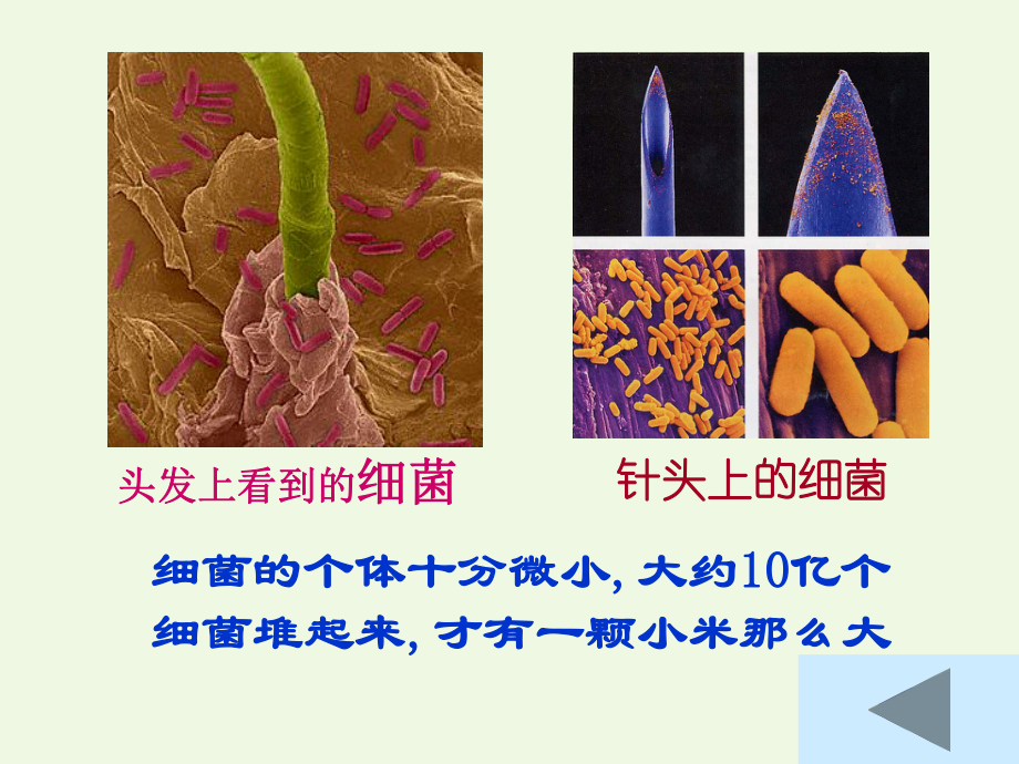 六年級科學(xué)上冊 細(xì)菌課件4 青島版[共16頁]_第1頁