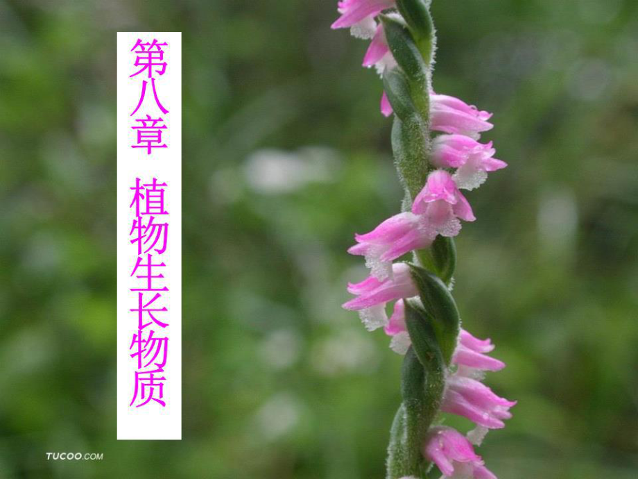 《植物生長物質(zhì)》課件.ppt_第1頁