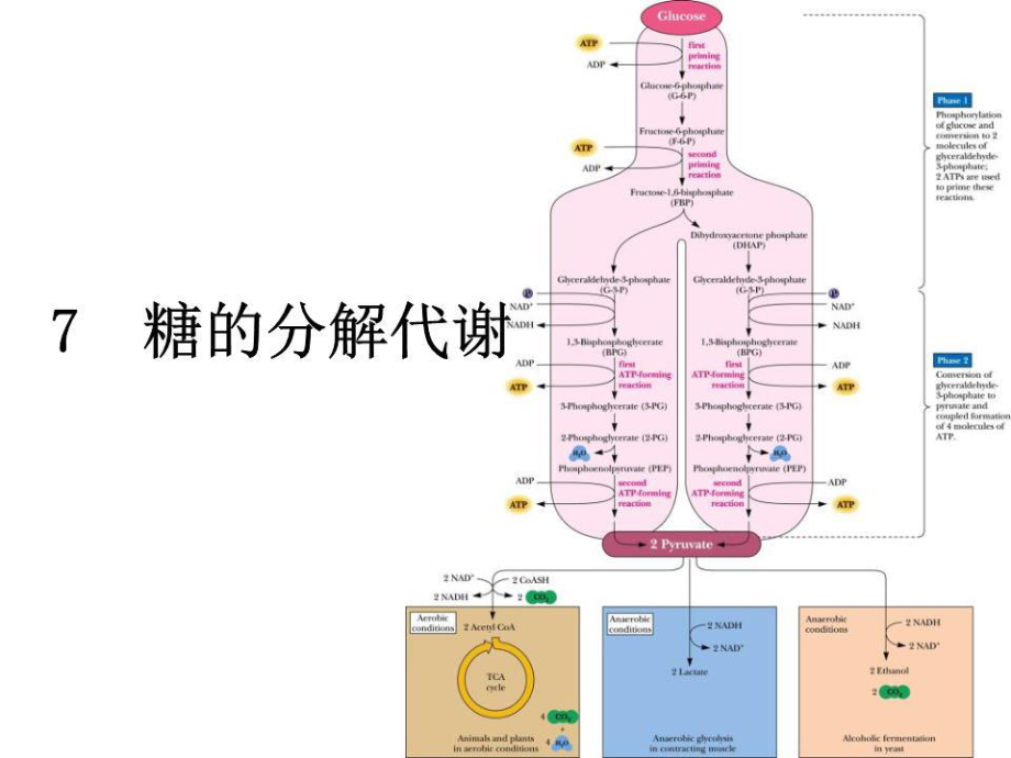 《糖的分解代謝》課件.ppt_第1頁