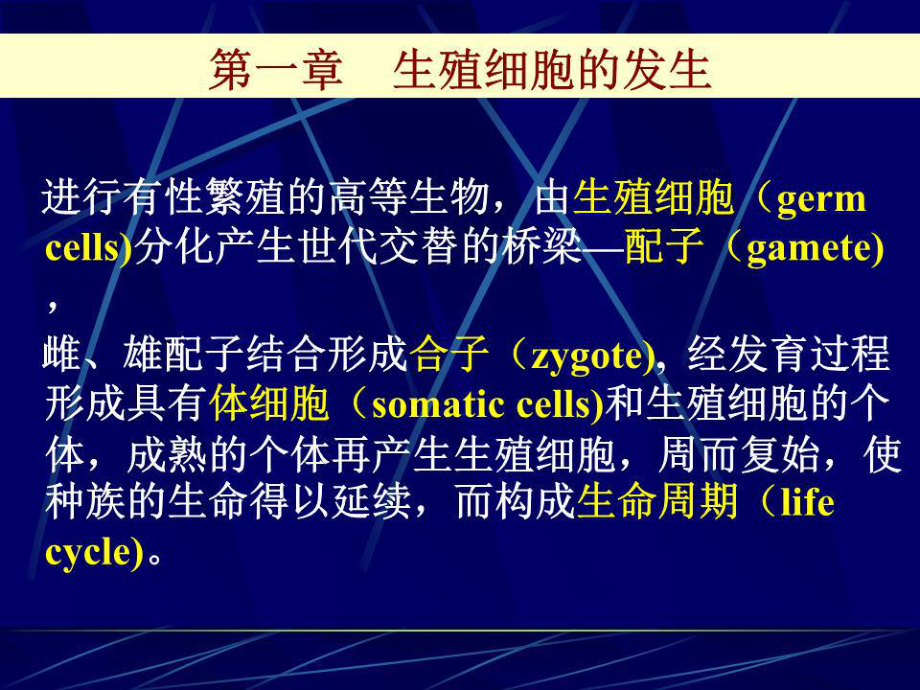 《生殖细胞发生》课件.ppt_第1页