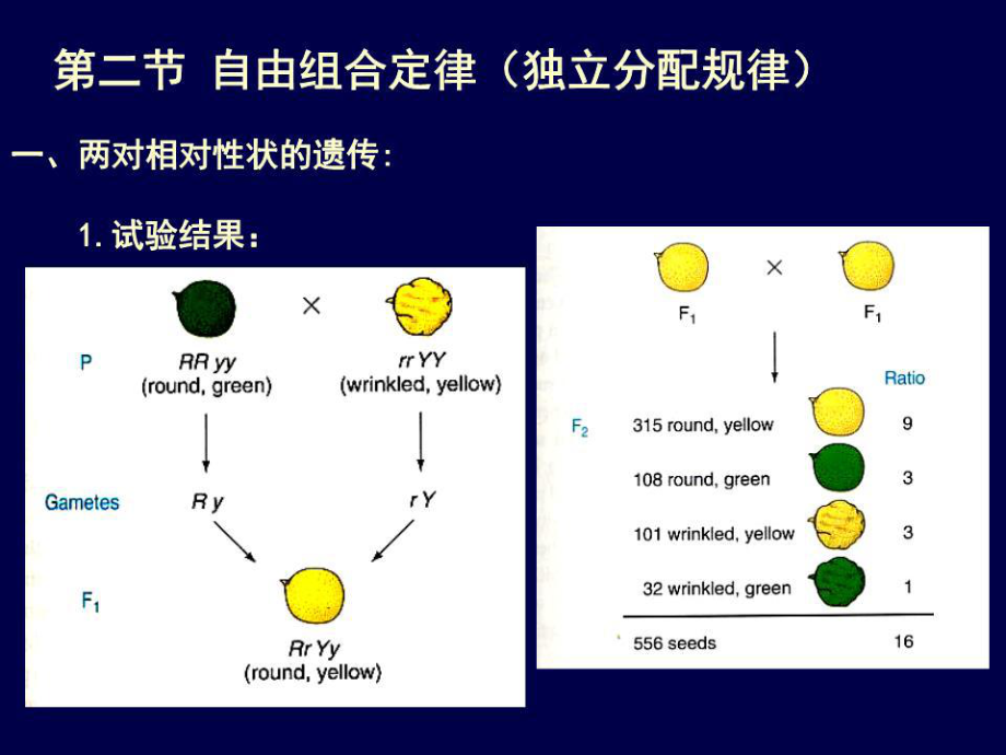 《遺傳定律》PPT課件.ppt_第1頁(yè)