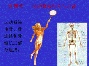人体解剖生理学-运动系统结构与功能.ppt