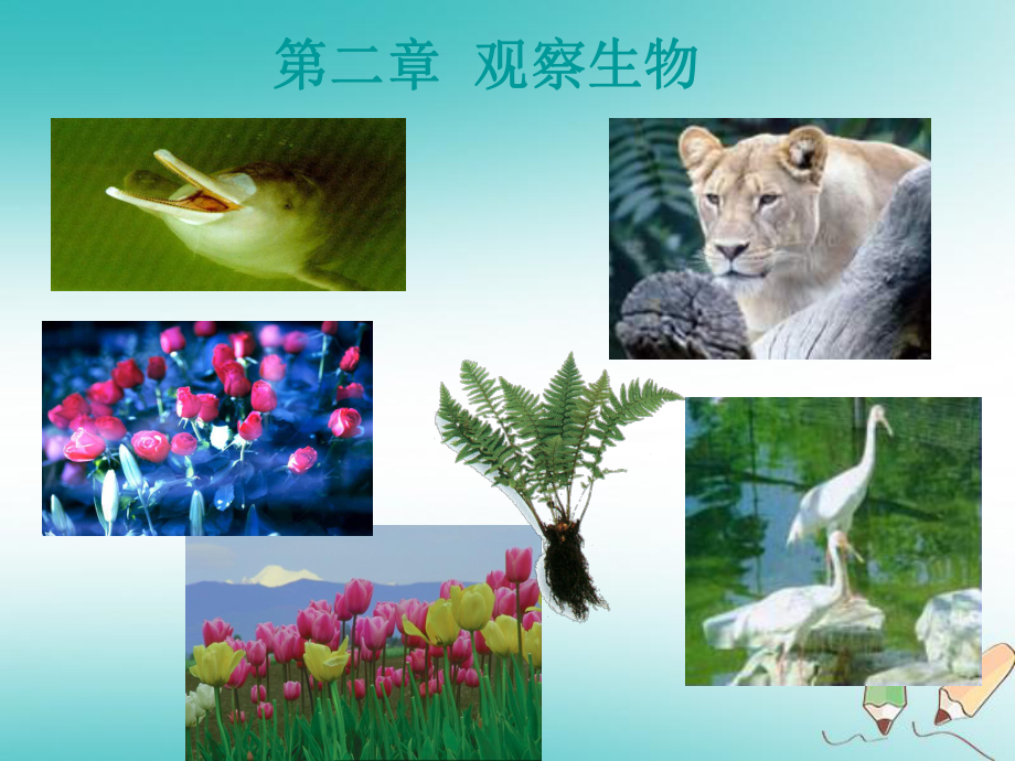 七年級科學(xué)上冊 第2章 觀察生物 第4-6節(jié)（新版）浙教版_第1頁