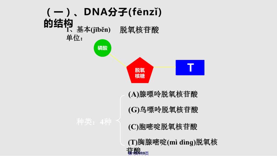 DNA复制结构实用教案_第1页