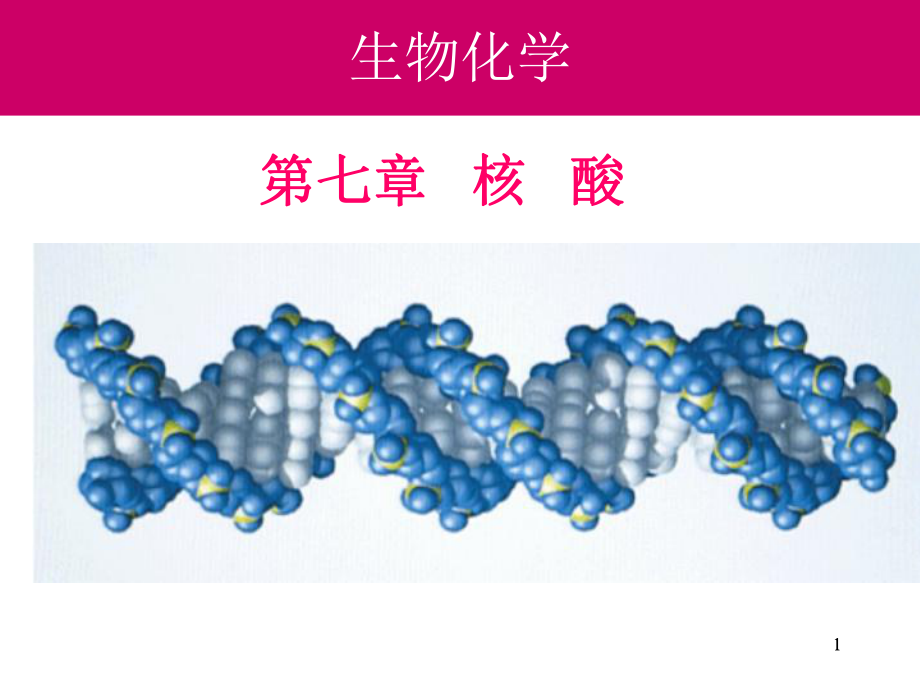 生物化学：7-核酸1_第1页