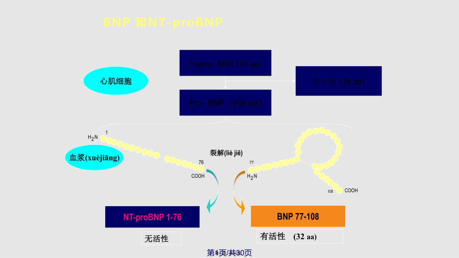 BNP检查意义实用教案_第1页