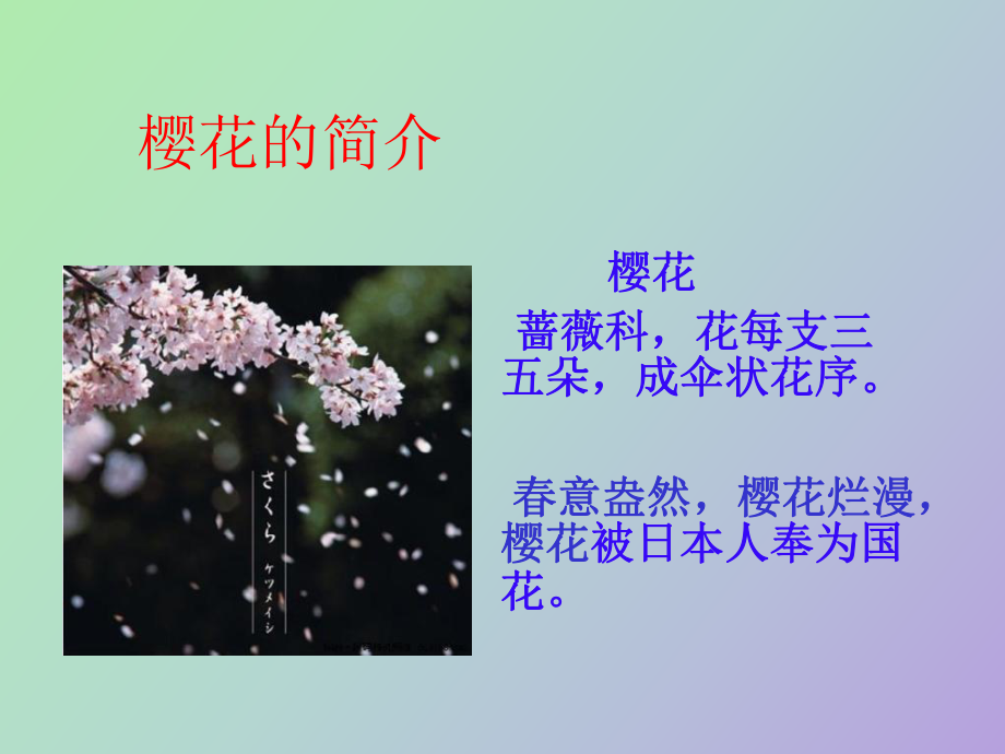 樱花知识介绍