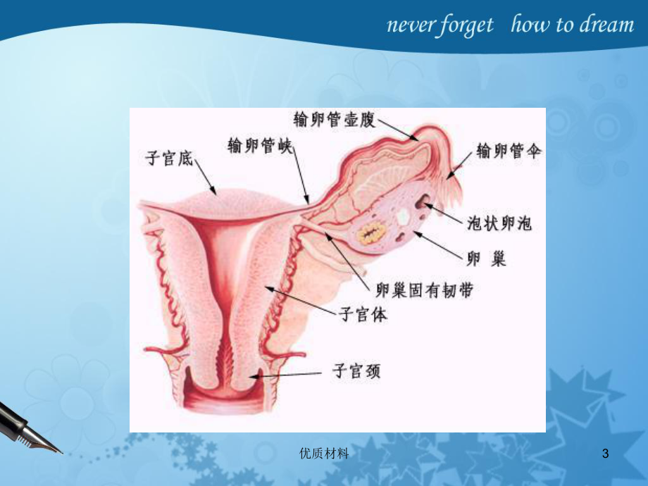 腹腔镜下女性盆腔解剖图片