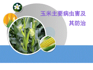 玉米主要病虫害及其防治