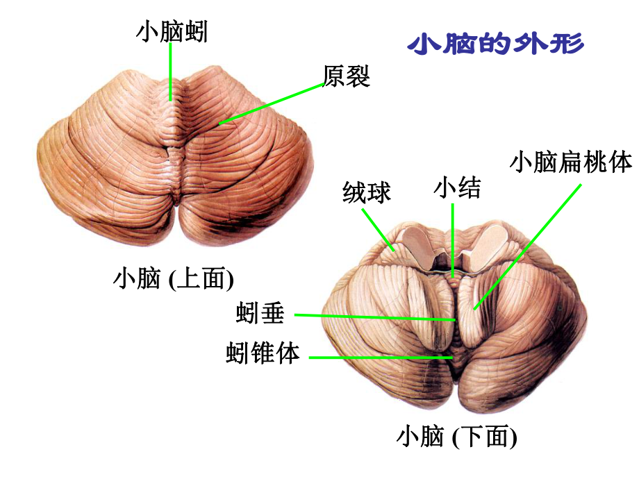 小脑外形图片